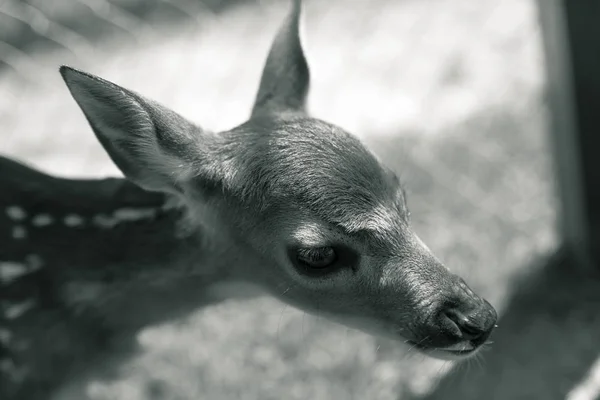 Young deer on a farm in Milwaukee — Stock Photo, Image