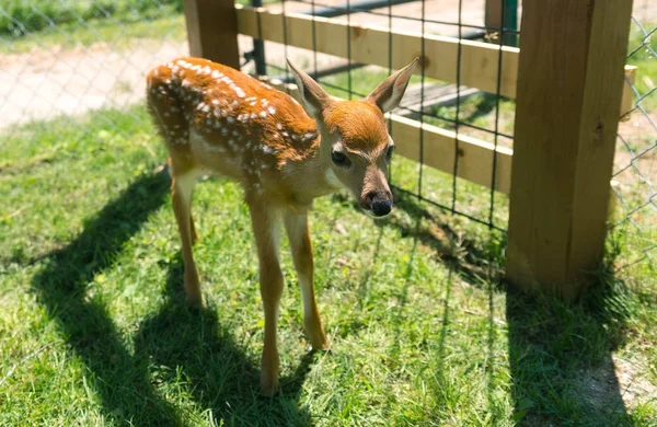 Young deer on a farm in Milwaukee — Stock Photo, Image