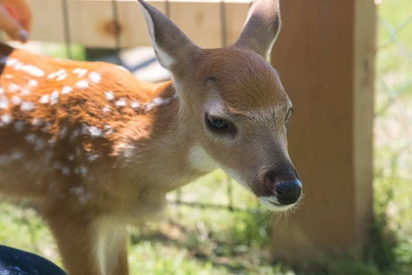 Young deer on a farm in Milwaukee — Stock Photo, Image