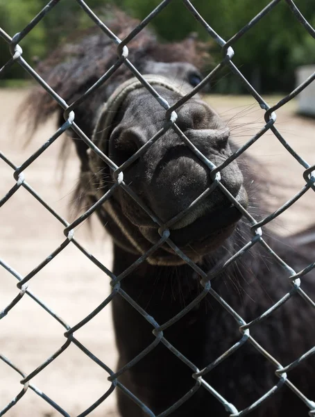 Caballo joven detrás de la valla en una granja — Foto de Stock