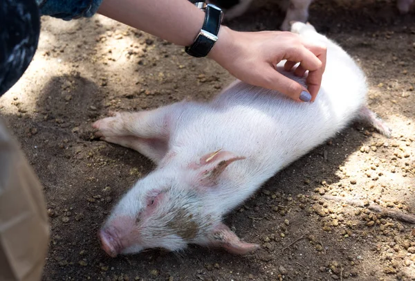 Ung små baby-grisar på en gård — Stockfoto