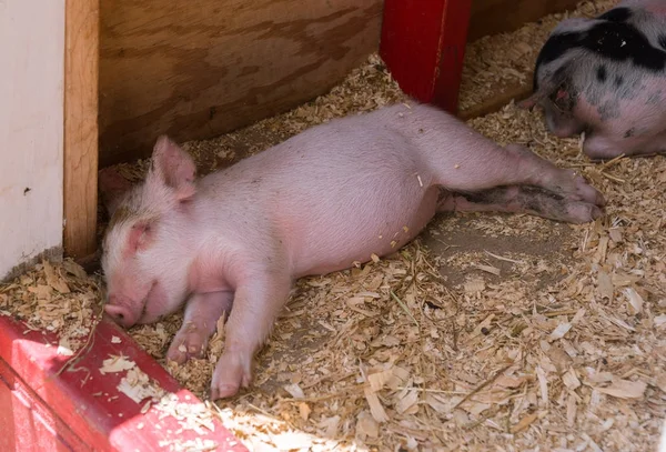 Ung små baby-grisar på en gård — Stockfoto
