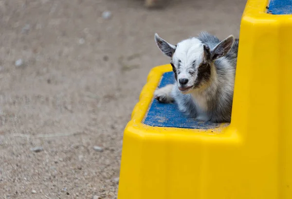 Jonge kleine baby geit op een boerderij — Stockfoto