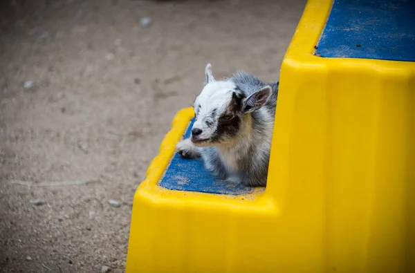 Young small baby goat on a farm — Stock Photo, Image