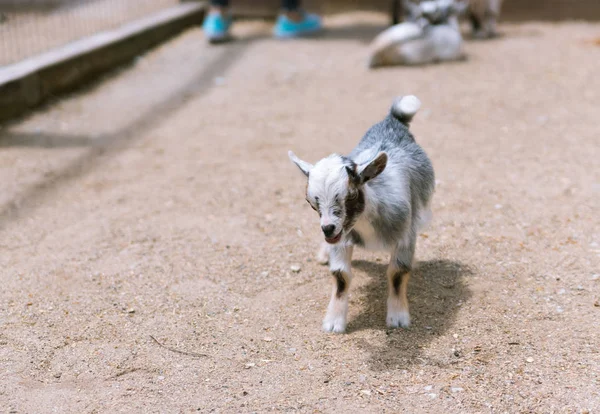 Jonge kleine baby geit op een boerderij — Stockfoto