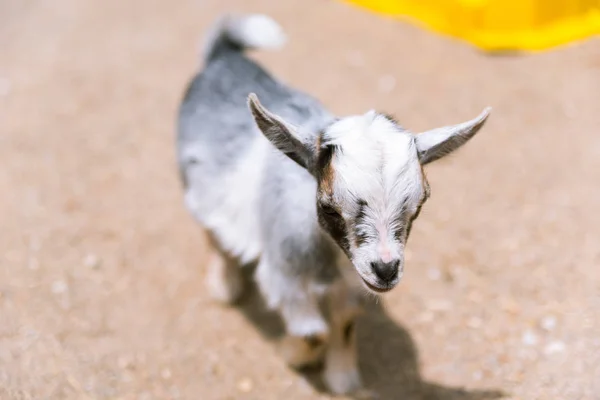 Jonge kleine baby geit op een boerderij — Stockfoto