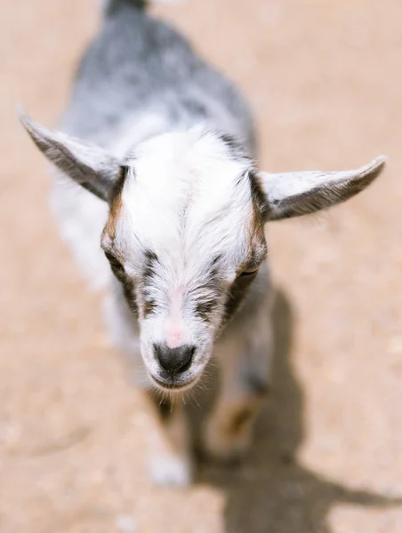 Jeune bébé chèvre dans une ferme — Photo