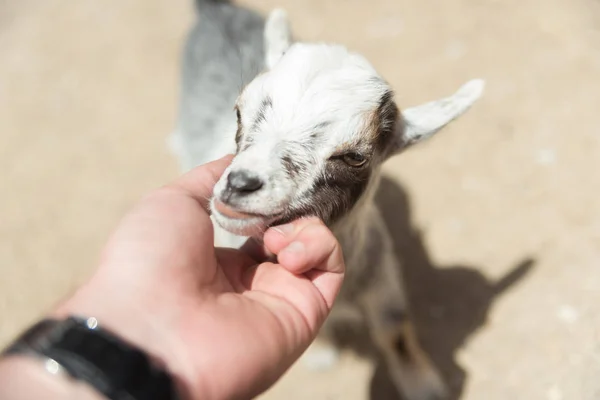 Jonge kleine baby geit op een boerderij — Stockfoto