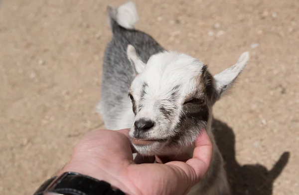 Jonge kleine baby geit op een boerderij — Stockfoto