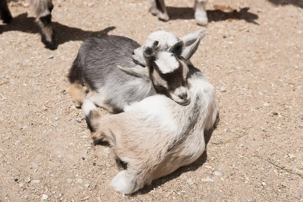 Jonge kleine baby geit op een boerderij — Stockfoto