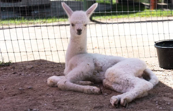 Young white llama in a Milwaukee zoo — Stock Photo, Image