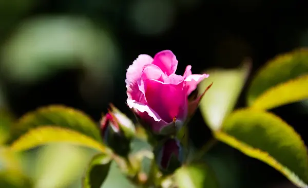 Krásná květina v městské zahradě — Stock fotografie
