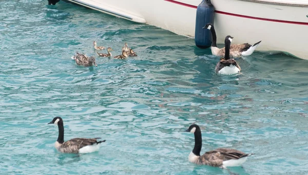 호수에서 수영 하는 약간 ducklings와 오리 — 스톡 사진