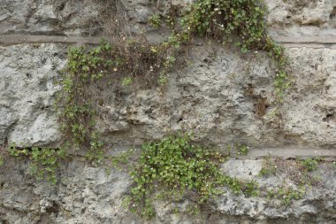 Doku büyük kayalar yapılan bir duvar