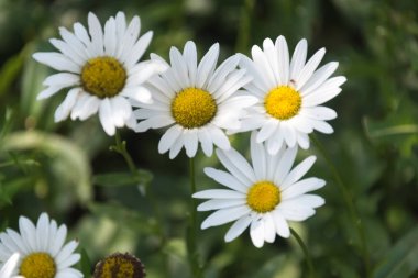 Illinois botanik bahçe içinde güzel çiçekler