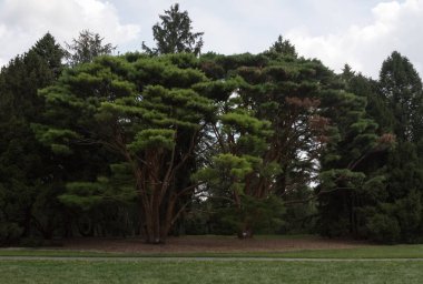 Chicago banliyölerinde bir botanik bahçesi yeşil ağaçların