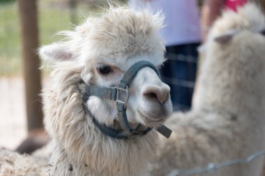 Bir ülke safari çiftlikte büyük alpaka