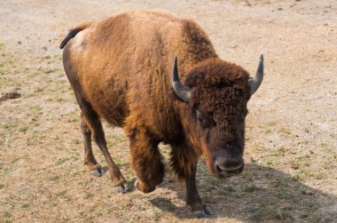 Bir ülke safari çiftlikte büyük buffalo