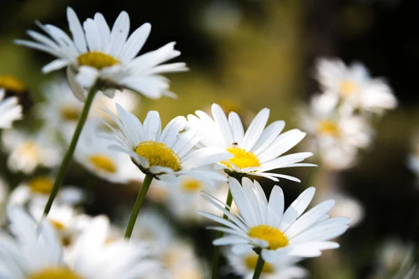 イリノイ州の植物園の美しい花 — ストック写真