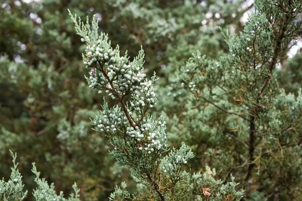 Гілка зеленого дерева в ботанічному саду — стокове фото