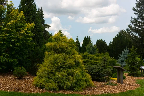 Árvores verdes em um jardim botânico nos subúrbios de Chicago — Fotografia de Stock