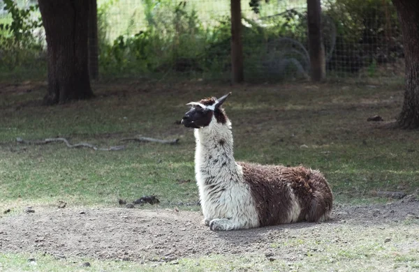 Big alpaca on a country safari farm — Stock Photo, Image