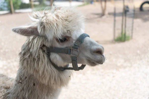 Big alpaca on a country safari farm — Stock Photo, Image