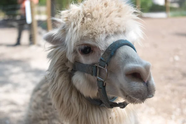 Big alpaca on a country safari farm — Stock Photo, Image