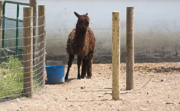 Gran alpaca en una granja de safari país —  Fotos de Stock