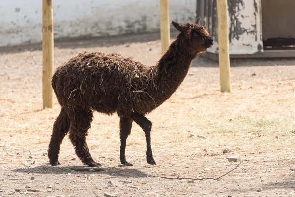 Großes Alpaka auf einer Safari-Farm — Stockfoto