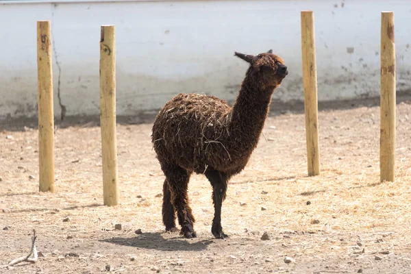 Gran alpaca en una granja de safari país —  Fotos de Stock