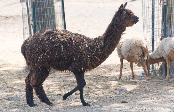 Großes Alpaka auf einer Safari-Farm — Stockfoto