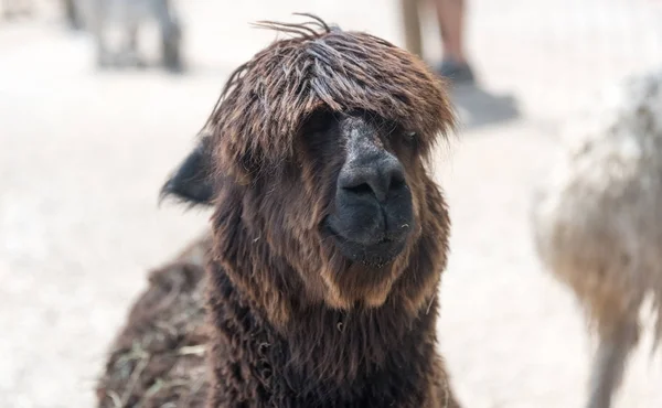 Big alpaca on a country safari farm — Stock Photo, Image