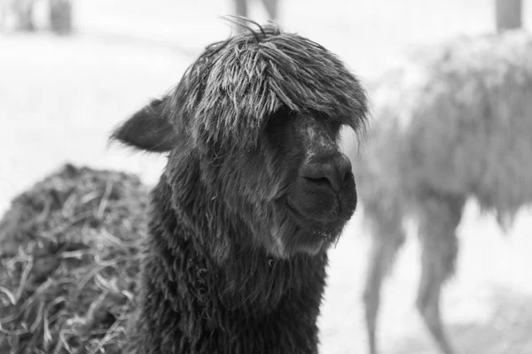 Grande alpaca em uma fazenda de safári rural — Fotografia de Stock