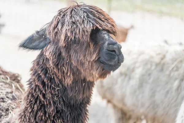 Big alpaca on a country safari farm — Stock Photo, Image