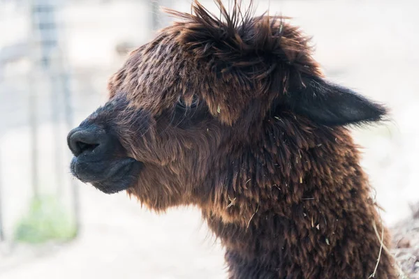 Big alpaca on a country safari farm — Stock Photo, Image