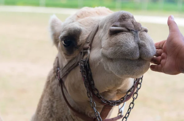 Big camel on a country safari farm — Stock Photo, Image