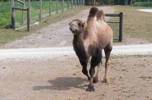 Великий верблюд на сільській сафарі фермі — стокове фото