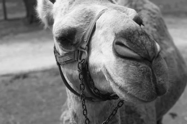Grande camelo em uma fazenda safari país — Fotografia de Stock