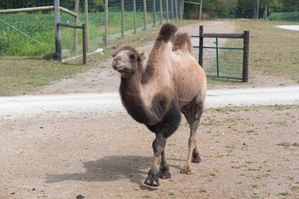 Gran camello en una granja de safari país — Foto de Stock