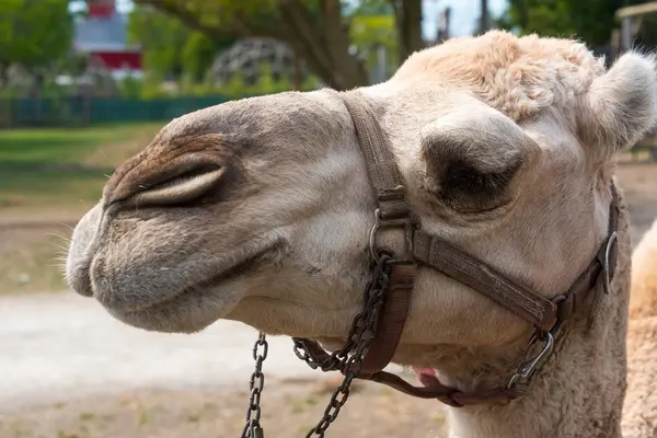 Big camel on a country safari farm — Stock Photo, Image