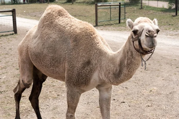 Grande cammello in una fattoria safari di campagna — Foto Stock