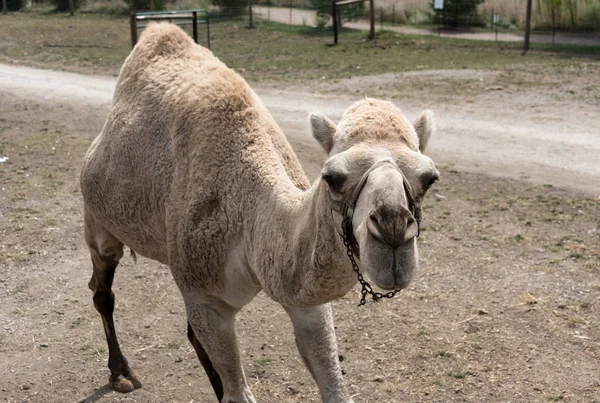 Großes Kamel auf einer Landsafari-Farm — Stockfoto