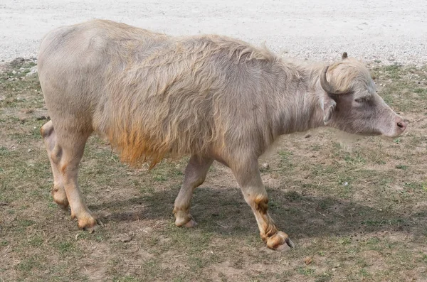 大母牛在国家狩猎农场 — 图库照片