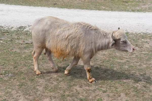 Vaca grande en una granja de safari país —  Fotos de Stock
