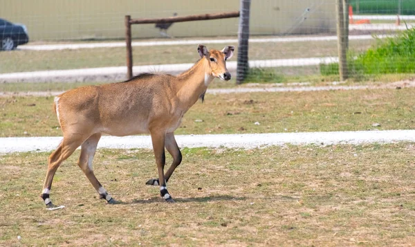 Stora rådjur på en land safari gård — Stockfoto