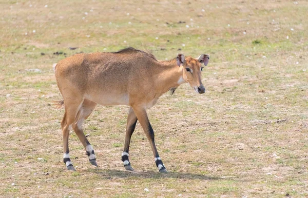 Duże jelenia na farmie safari kraju — Zdjęcie stockowe