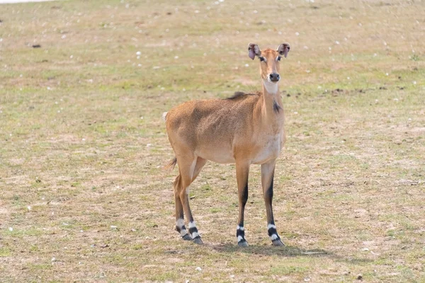 Großhirsche auf einer Landsafari-Farm — Stockfoto