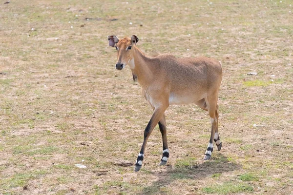 Ciervo grande en una granja de safari país —  Fotos de Stock