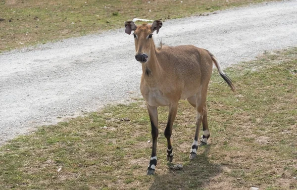 Stora rådjur på en land safari gård — Stockfoto